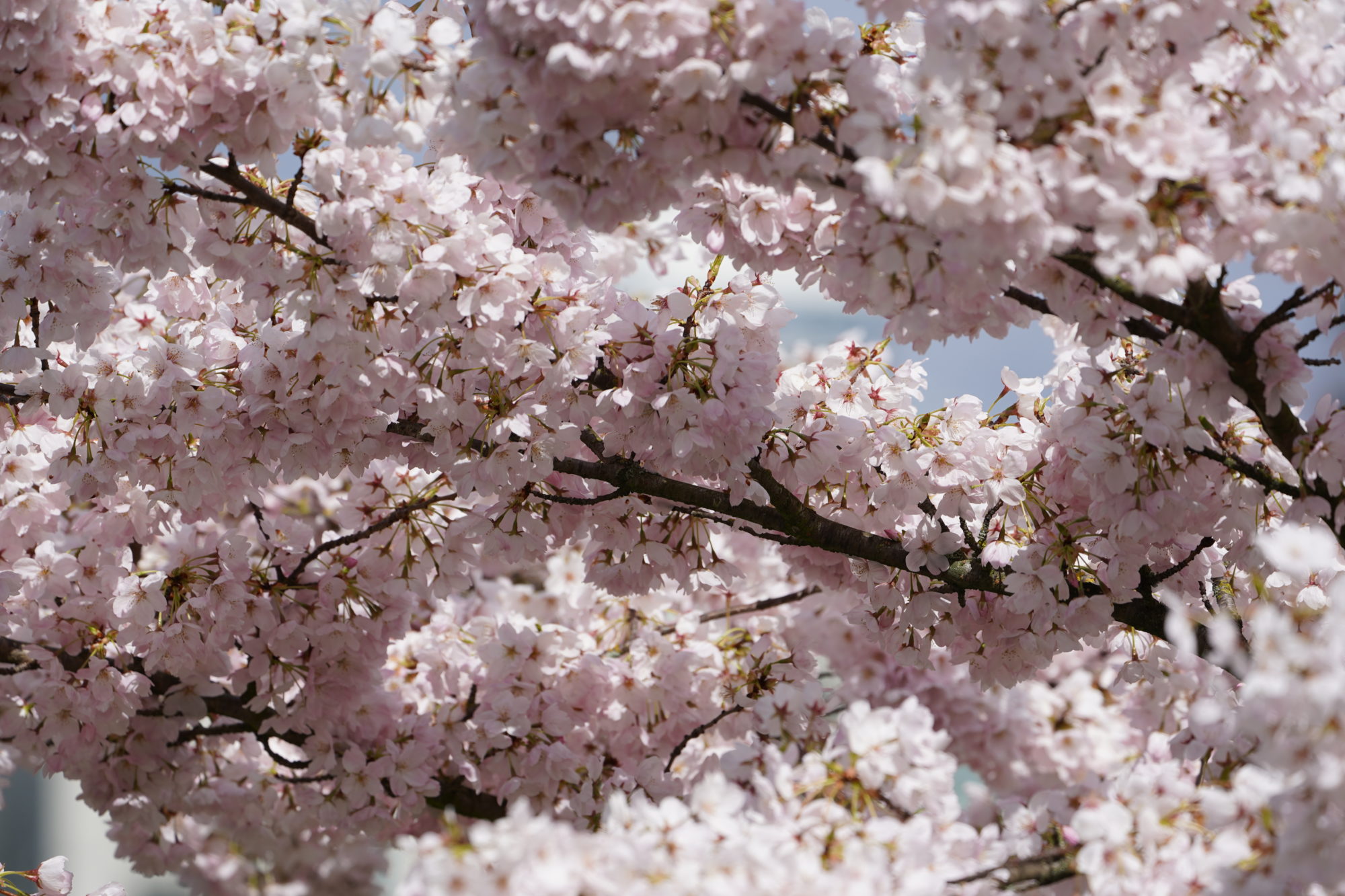 Cherry blossoms