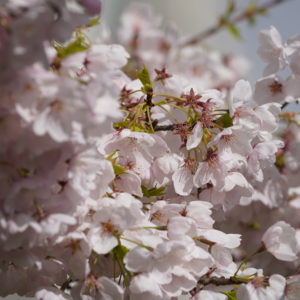 Cherry blossoms