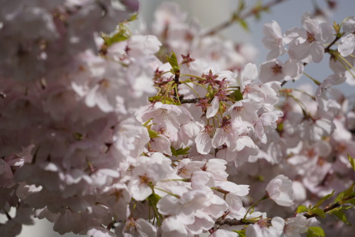 Cherry blossoms