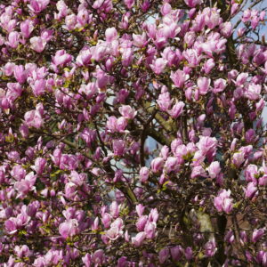 Magnolias