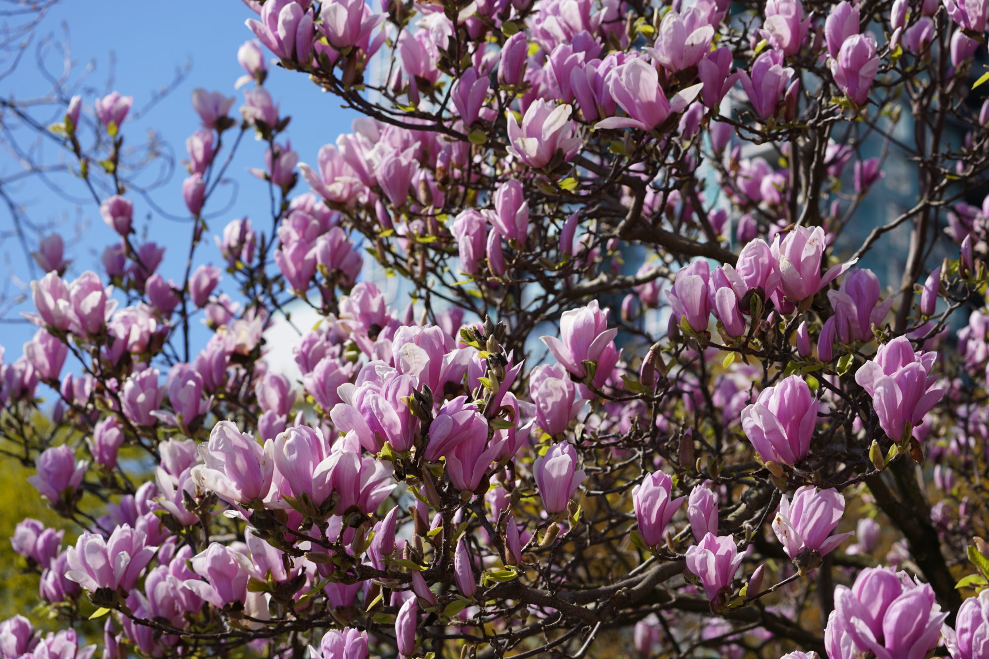 Magnolias