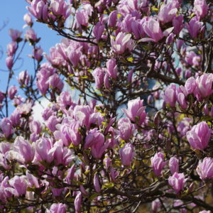 Magnolias