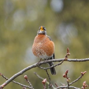 Singing robin