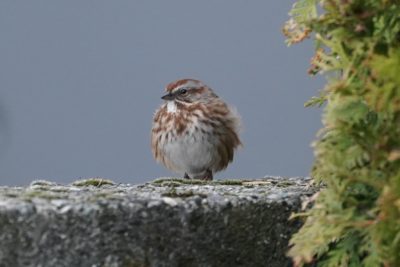 Song Sparrow
