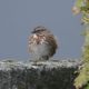 Fluffy Song Sparrow