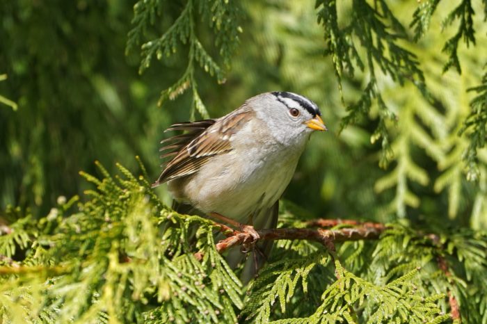 White-crowned sparrow