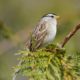 White-crowned Sparrow, full length