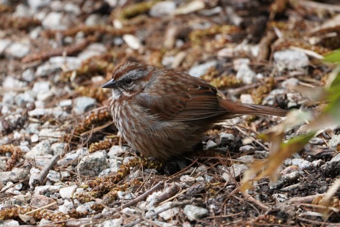 Song Sparrow