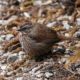 A very round Song Sparrow