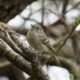 Ruby-crowned Kinglet