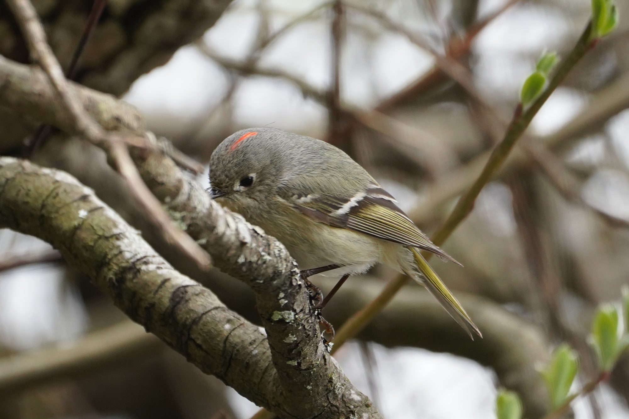 Ruby-crowned Kinglet