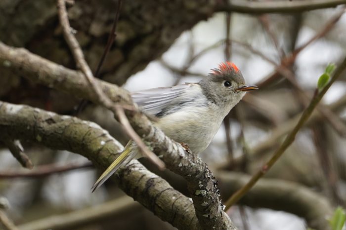 Ruby-crowned Kinglet