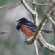 Spotted Towhee singing