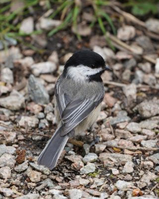 Black-capped Chickadee