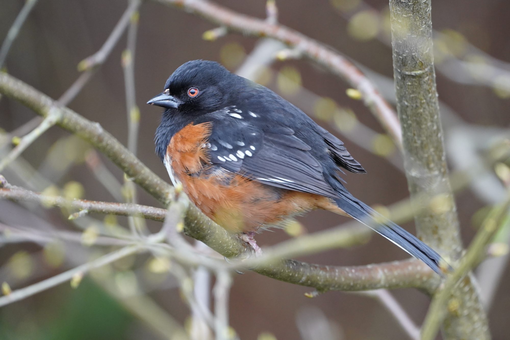 Spotted Towhee