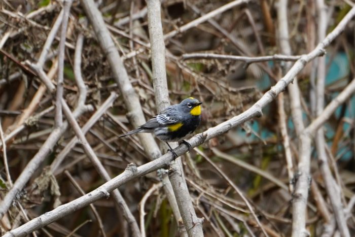 Yellow-rumped Warbler