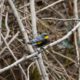 Yellow-rumped Warbler, male