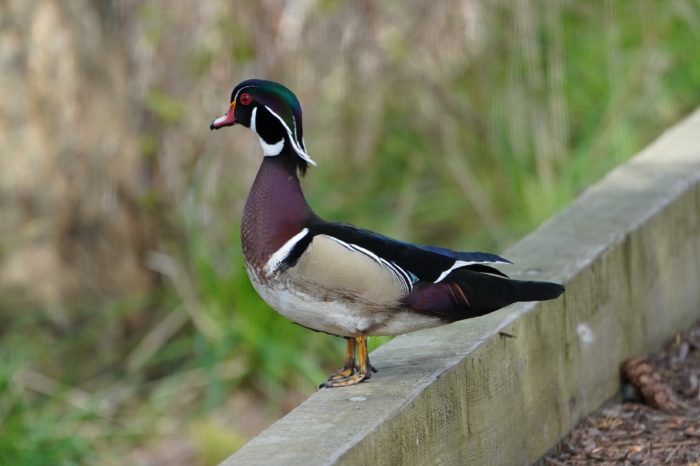 Wood Duck