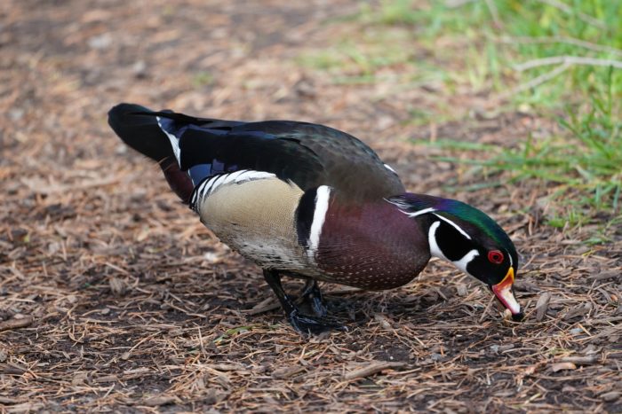 Wood Duck