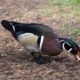 Foraging Wood Duck