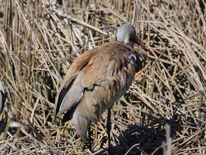 Sandhill Crane