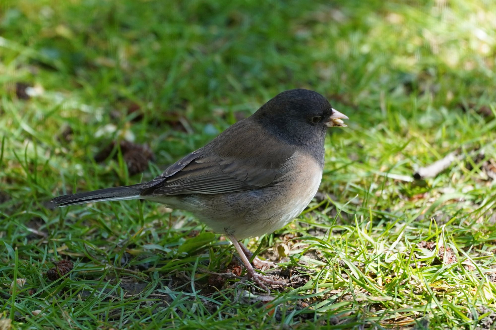 Dark-eyed Junco