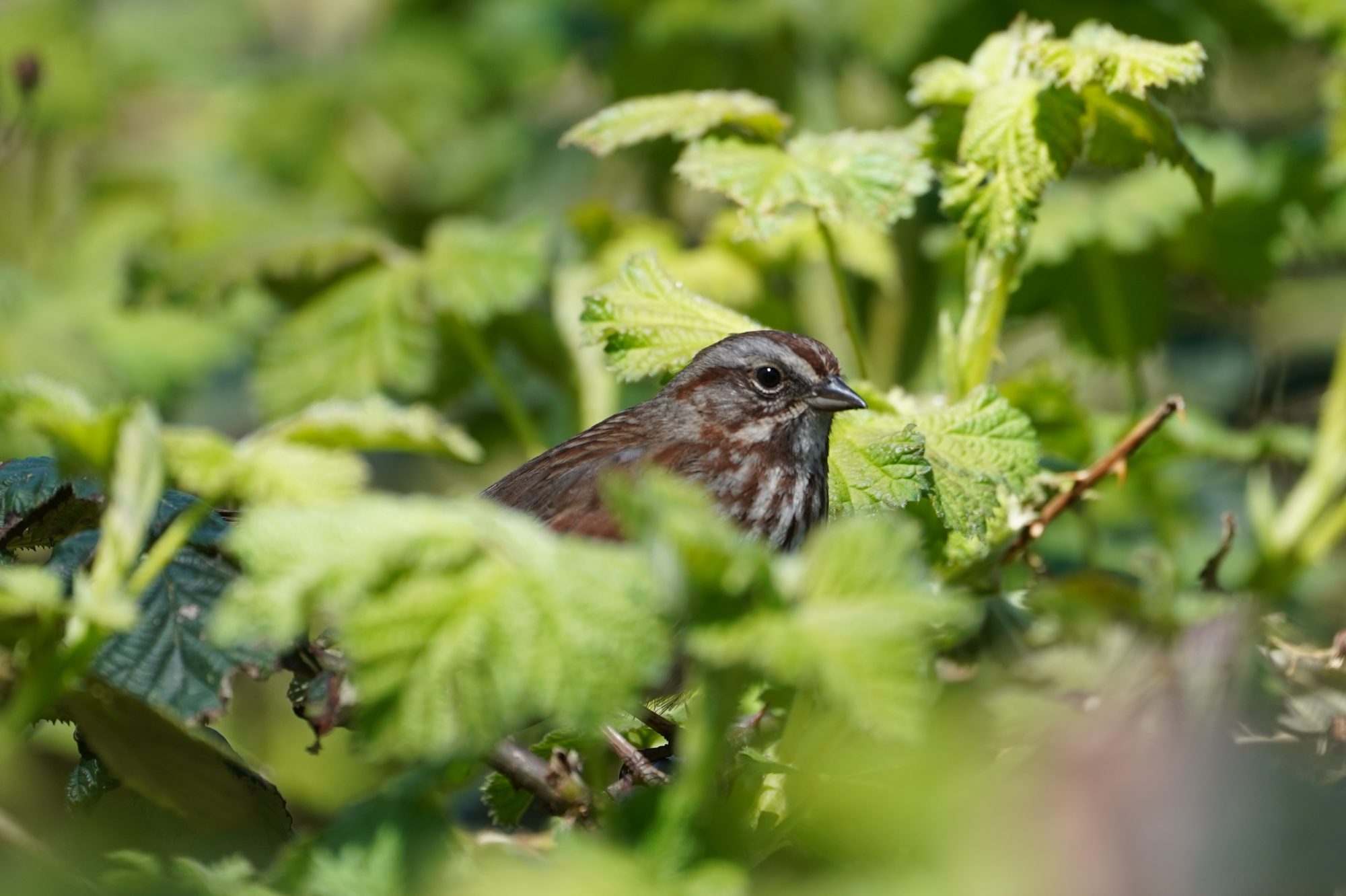 Song Sparrow