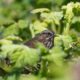 Song Sparrow in the green