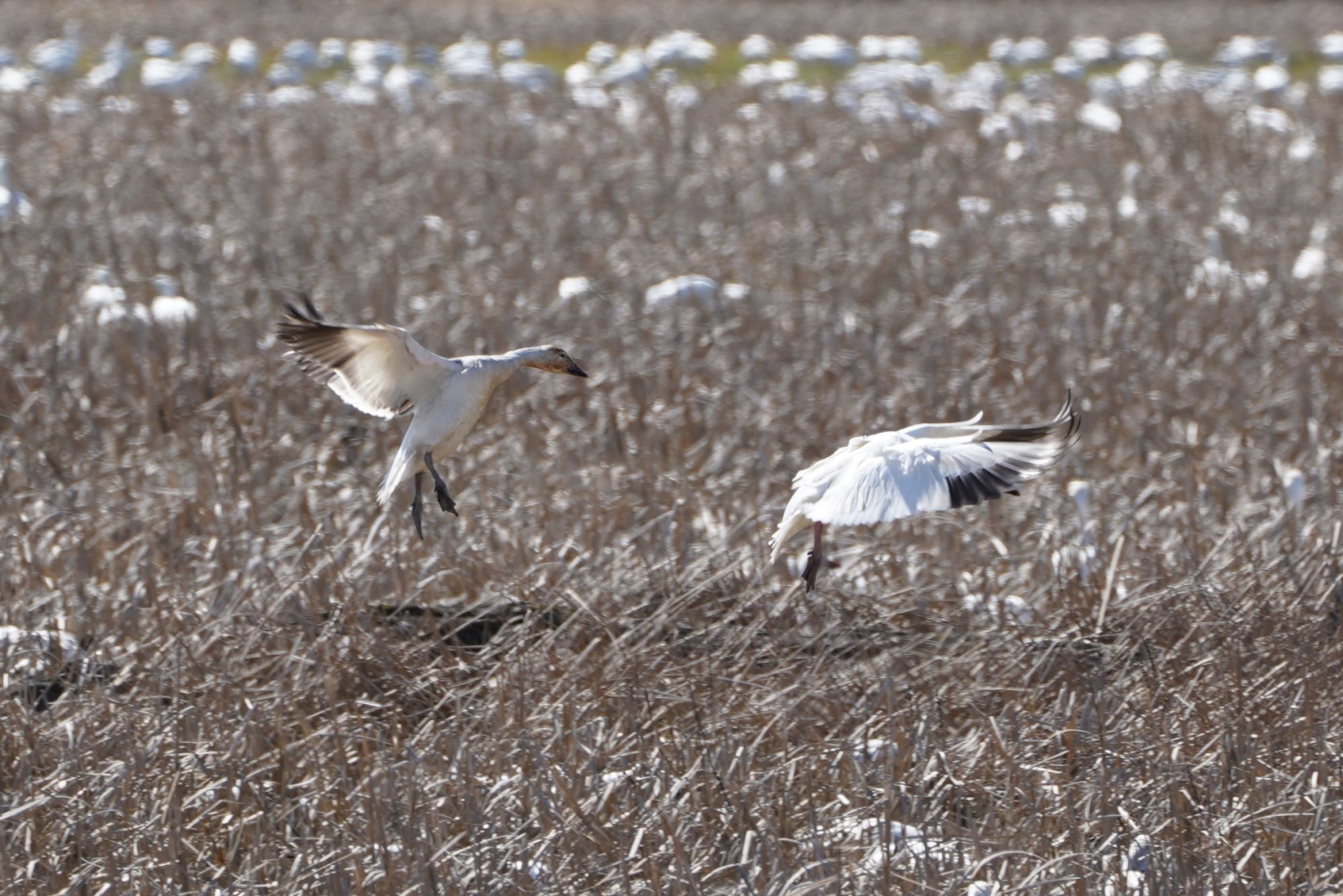 Snow Geese