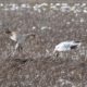 Snow Geese landing