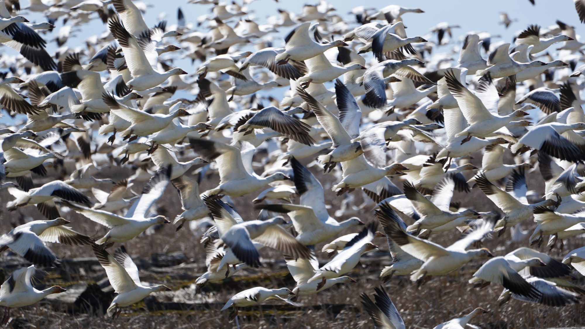 Snow Geese