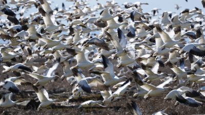 Snow Geese