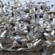 A zillion Snow Geese