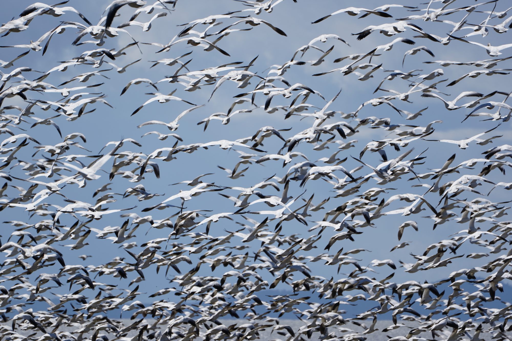 Snow Geese