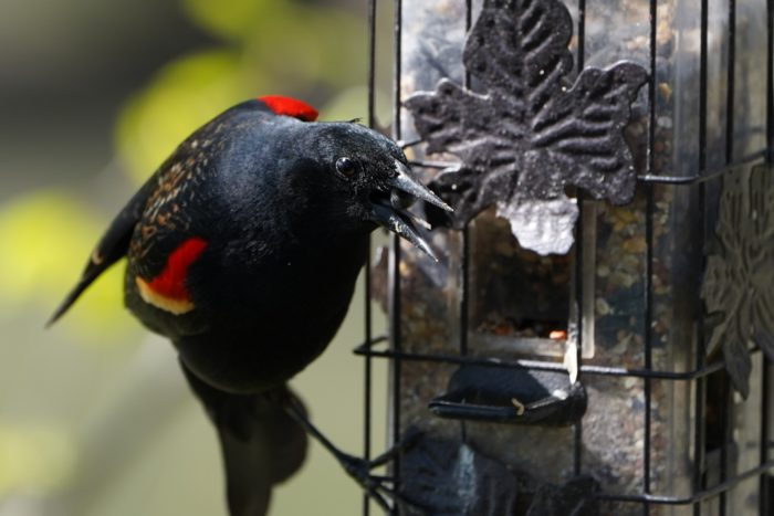 Red-winged Blackbird