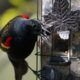 Blackbird at feeder