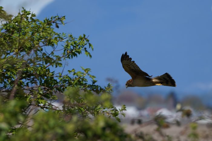 Northern Harrier