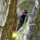 Downy Woodpecker, back of the head
