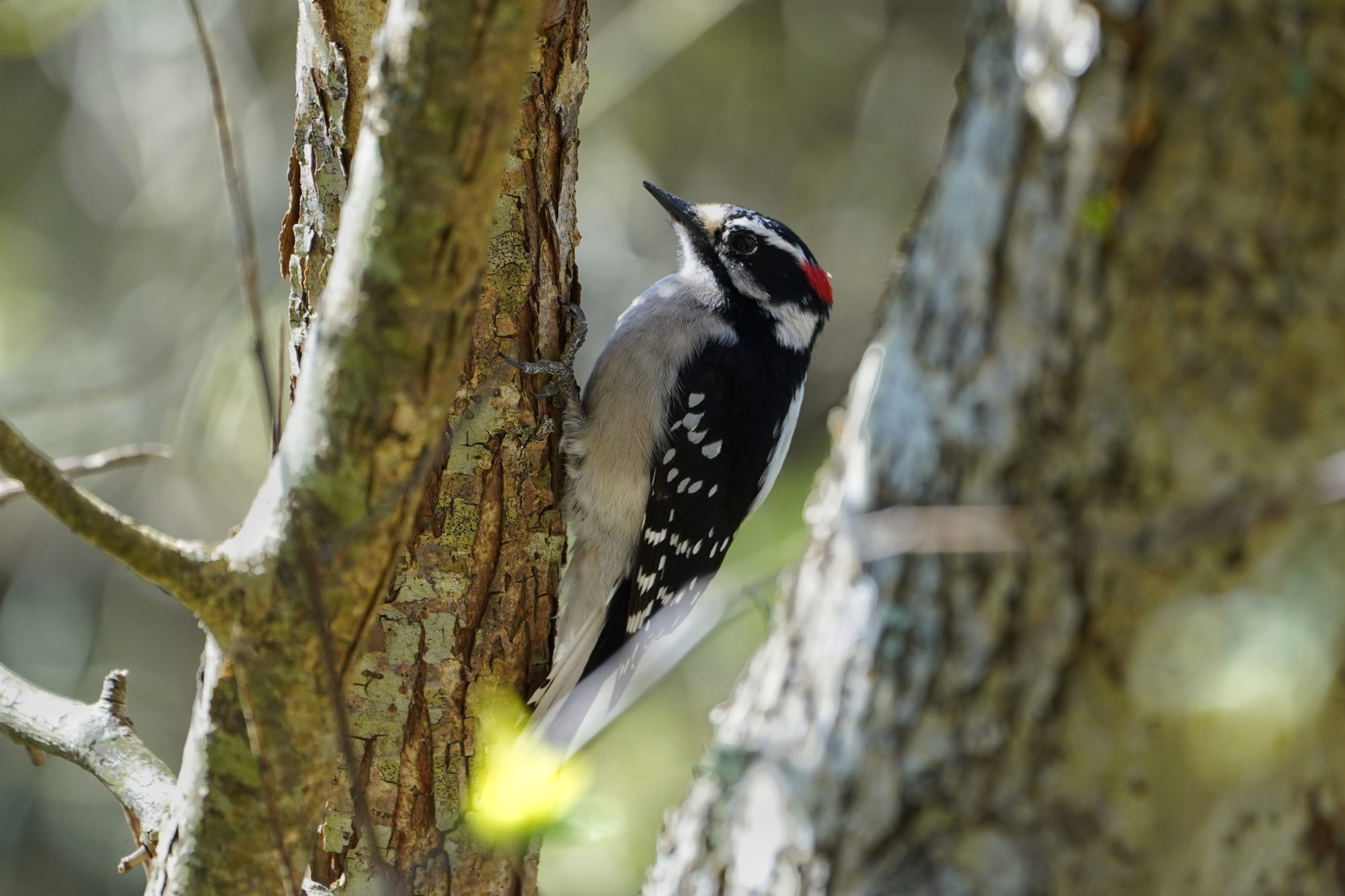 Downy Woodpecker