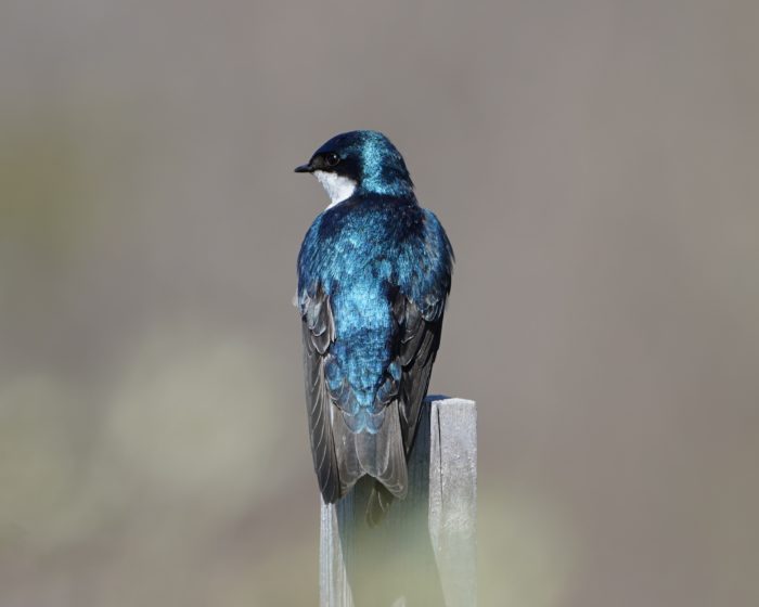 Tree Swallow