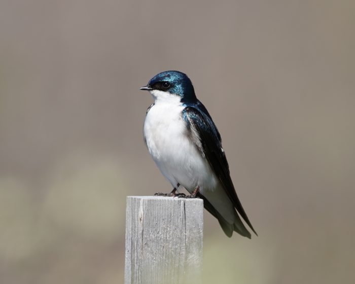 Tree Swallow