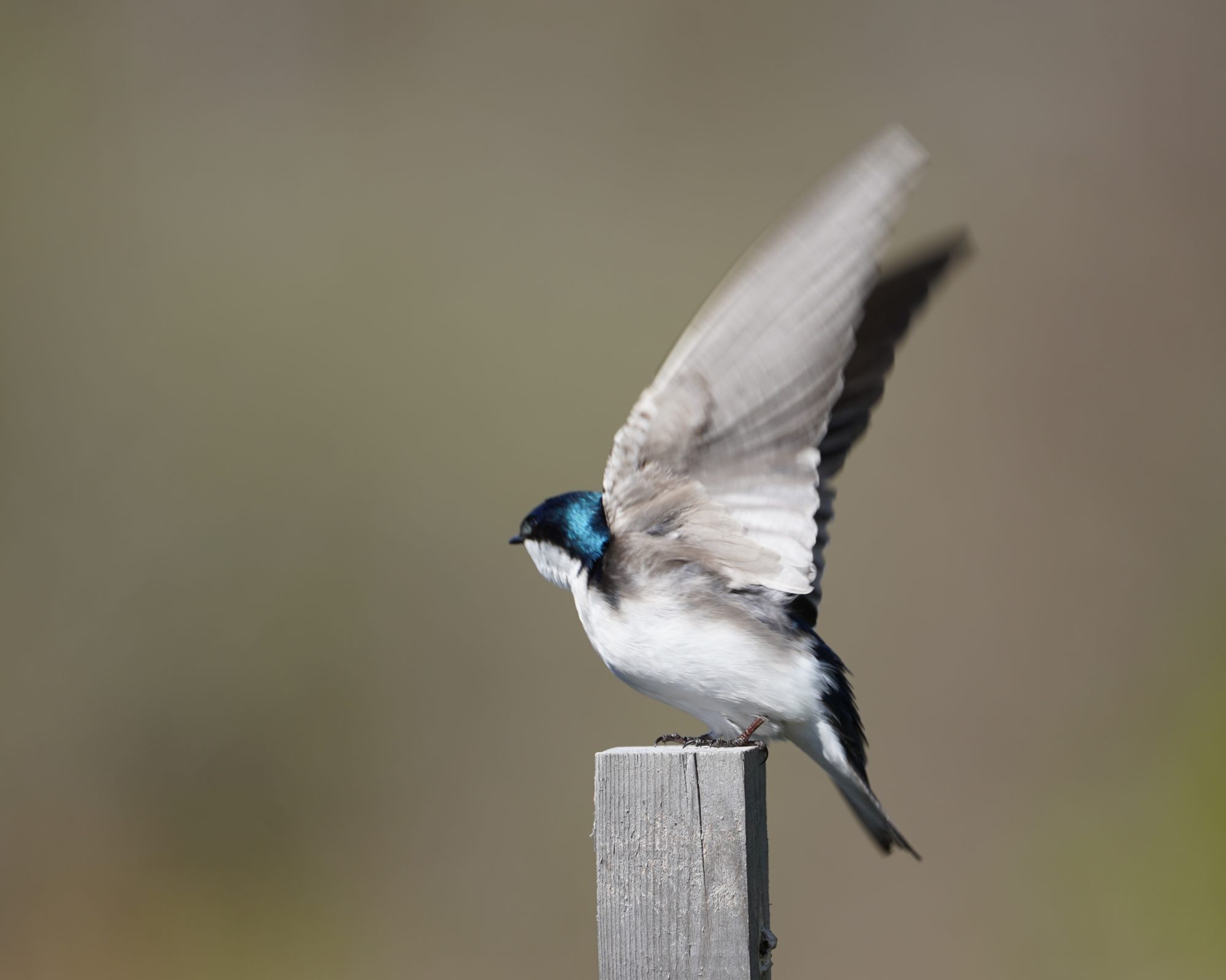 Tree Swallow