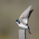 Tree Swallow taking off