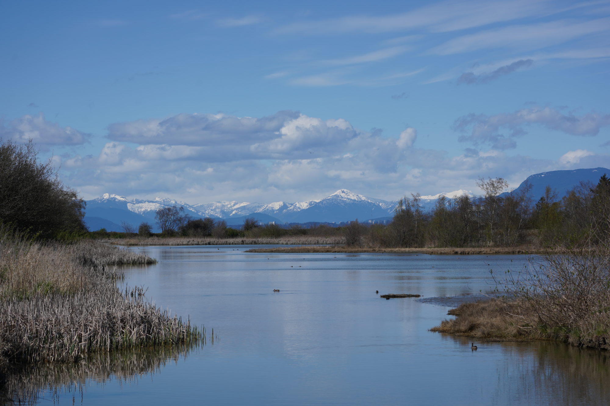 Reifel ponds