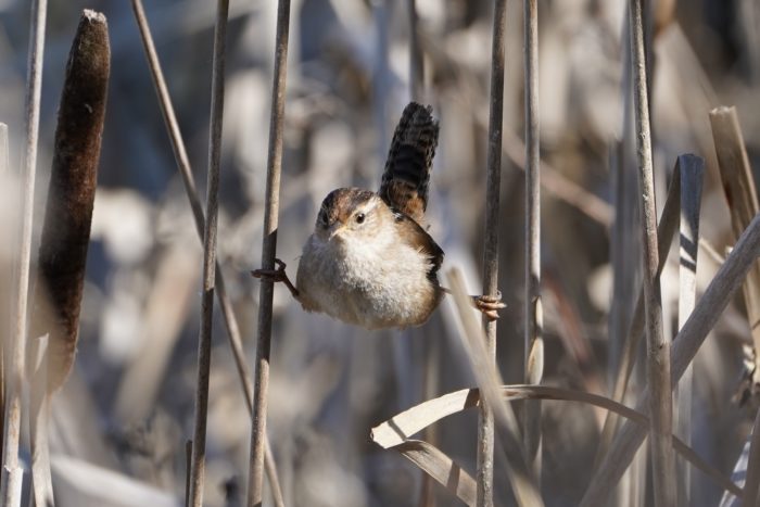 Marsh Wren