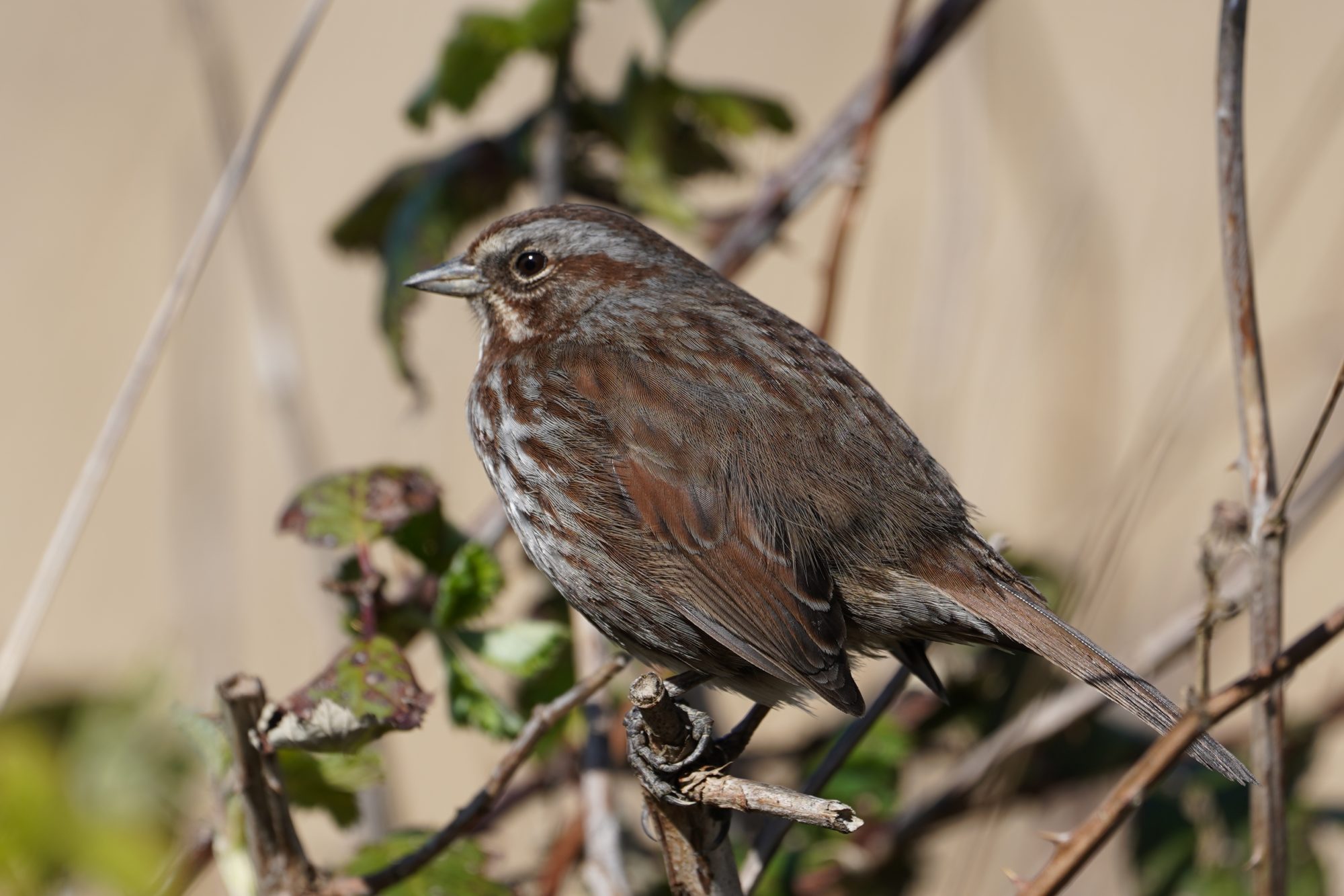 Song Sparrow