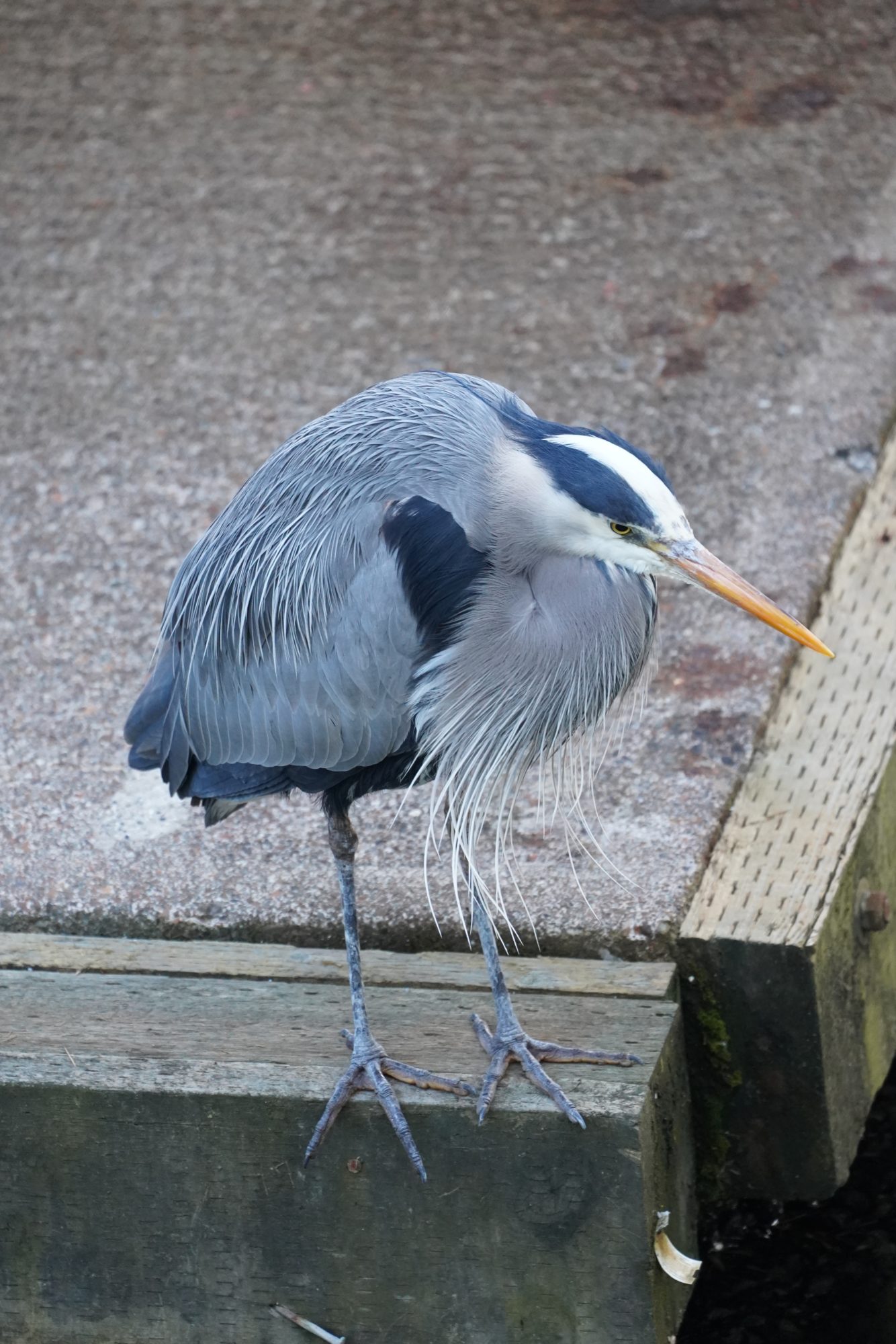 Great Blue Heron