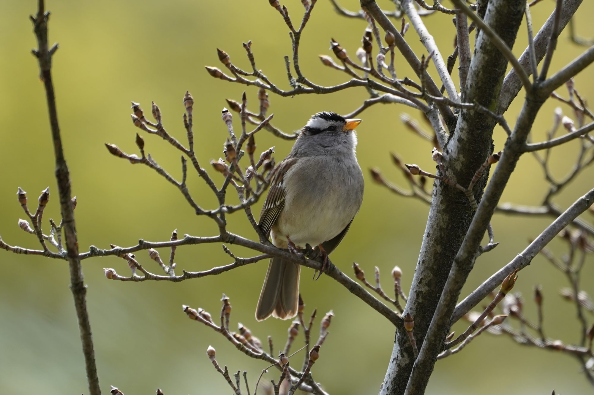 White-crowned Sparrow