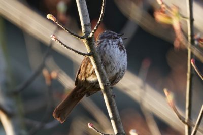 Song Sparrow