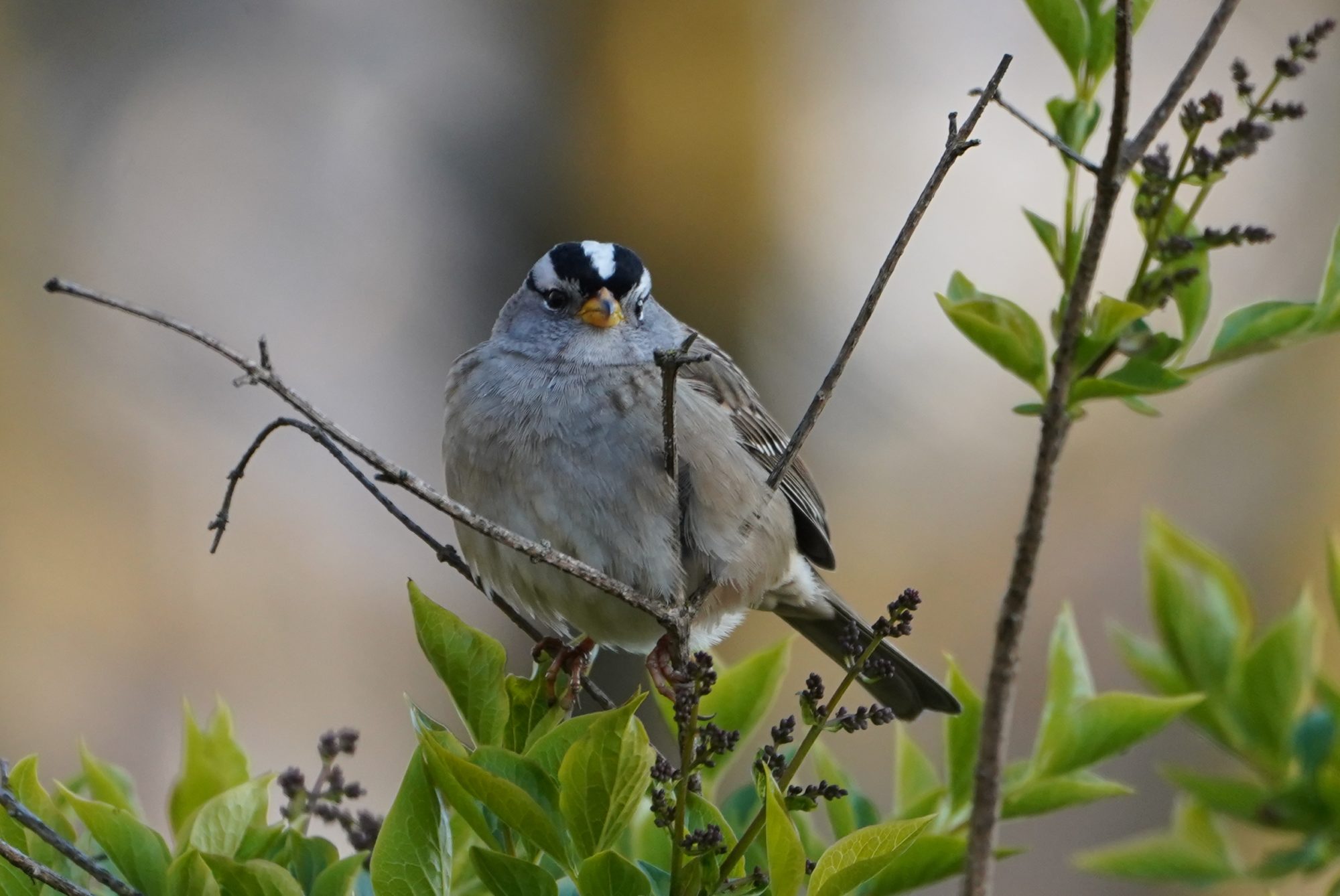 White-crowned Sparrow